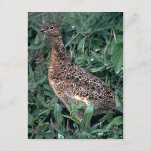 Willow ptarmigan, hen im Sommer Postkarte
