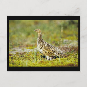 Willow ptarmigan postkarte