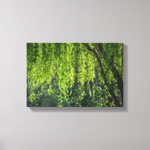 Willow Tree Green Nature Leinwanddruck