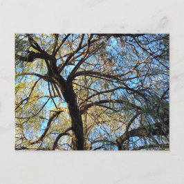 Willow Tree Postcard Postkarte