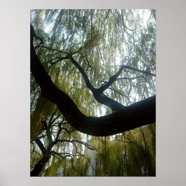Willow Tree Poster (Vorne)