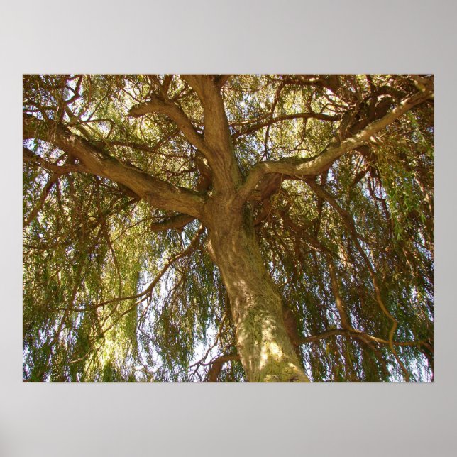 Willow Tree Poster (Vorne)