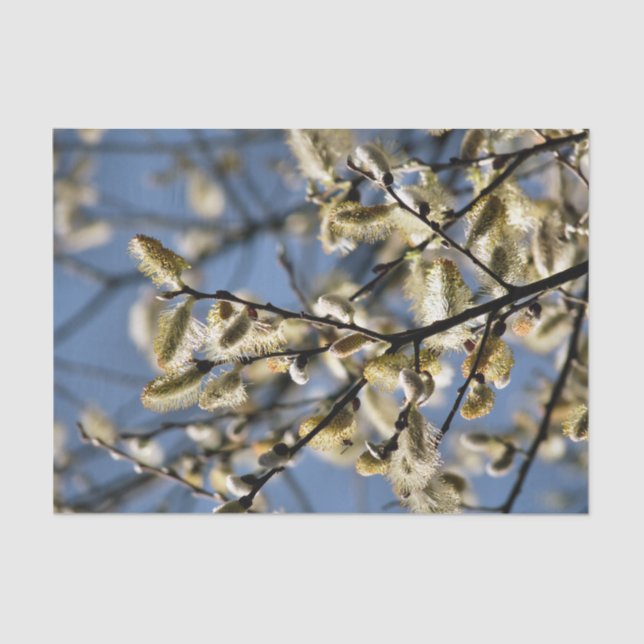 WILLOW TREM SEIDENPAPIER (Vorderseite)