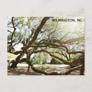 Wilmington North Carolina Airlie Gardens Live Oak Postkarte