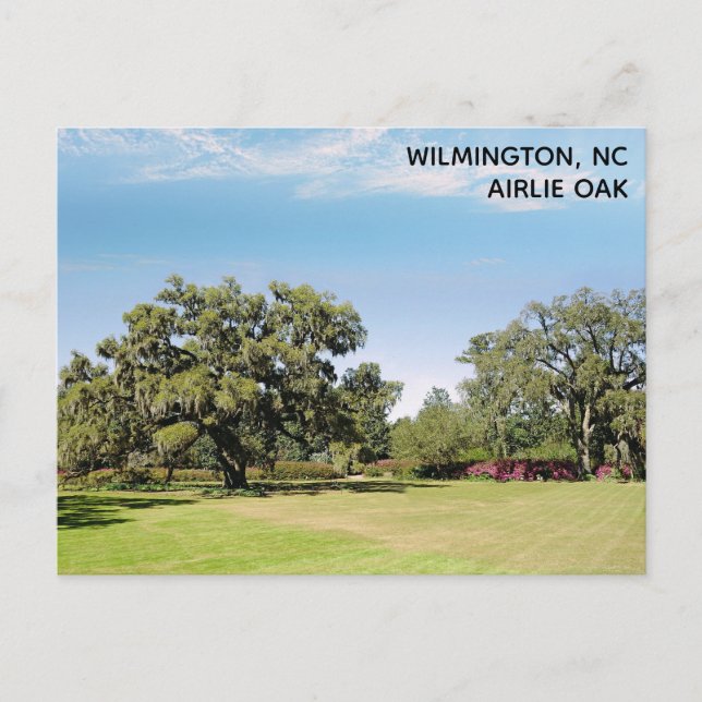 Wilmington North Carolina Airlie Oak Tree Postkarte (Vorderseite)