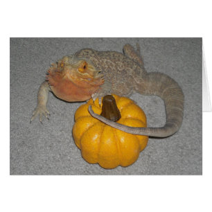 Wilson le dragon barbu