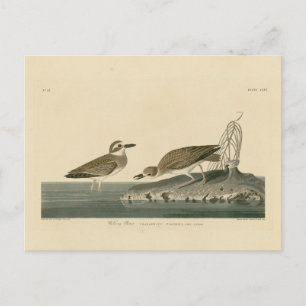 Wilson's Plover von Audubons Vögeln von Amerika Postkarte