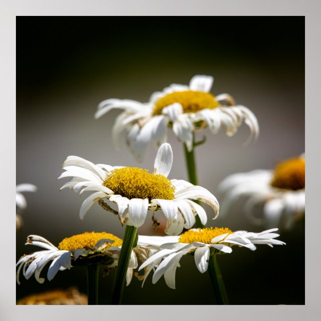 Wilted Poster (Vorne)