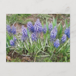 Wind Blown Trauben Hyacinths Postkarte