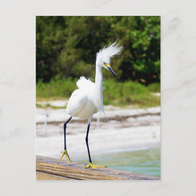 Wind geblasen Snowy Egret Postkarte (Vorderseite)