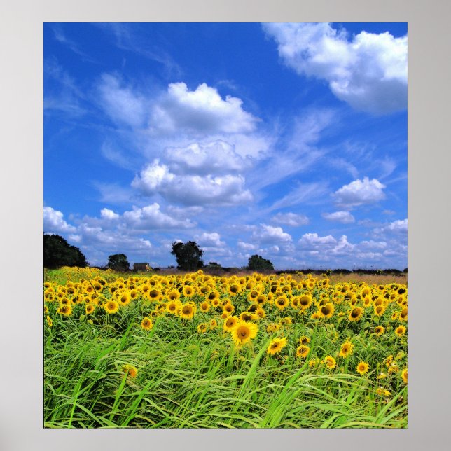 Wind Swept, Sunflowers (PRINT) Poster (Vorne)