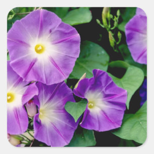 Winde - lila Blumen-Grün-Blätter Quadratischer Aufkleber