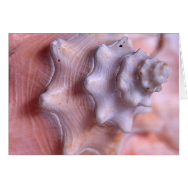 Windendes Tritonshorn (Vorderseite (Horizontal))