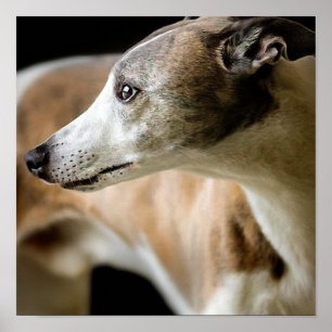 Windhund-Hundeplakat Poster