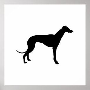 Windhund-Silhouette Poster