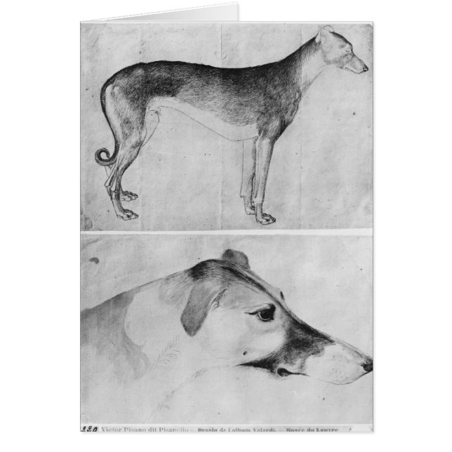 Windhund und Kopf eines Windhunds (Vorne)