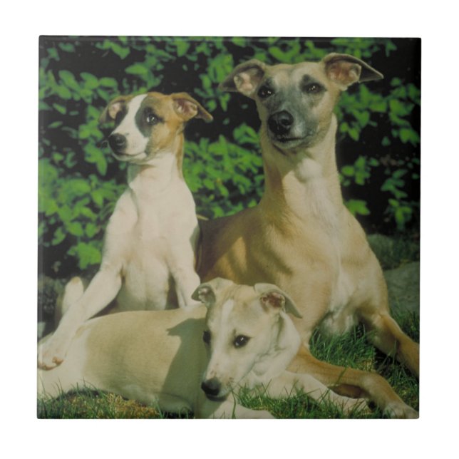 Windhund und Welpen-Fliese Fliese (Vorderseite)