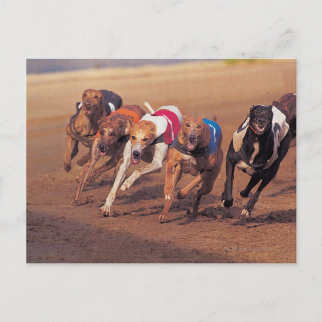 Windhunde auf dem Weg Postkarte (Vorderseite)