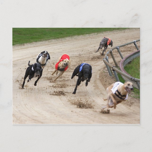 Windhundrennen Postkarte (Vorderseite)