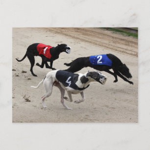 Windhundsprint Postkarte