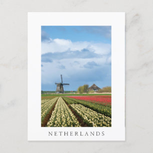 Windmill et tulipes carte postale blanche vertical