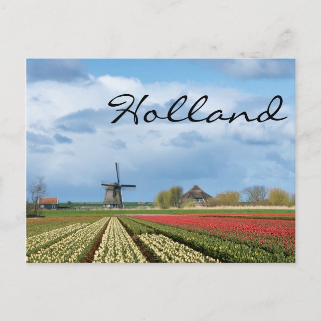 Windmill et tulipes paysage carte postale (Devant)