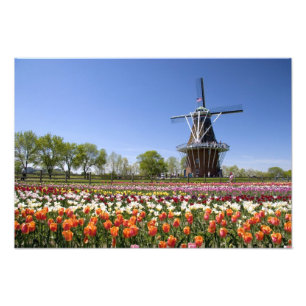 Windmill Island Park mit blühenden Tulpen bei Fotodruck