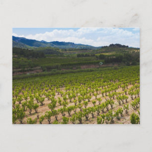 Windmühle; Pekanorchester; Zyrusbäume; Hügel; Postkarte