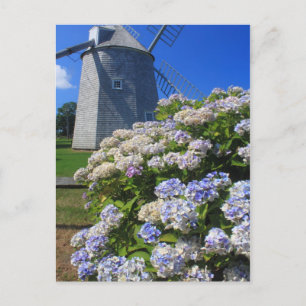 Windmühle und Hydrangeas Cape Cod Postkarte