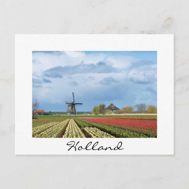 Windmühle und Tulpen Landschaft weiße Postkarte (Vorderseite)