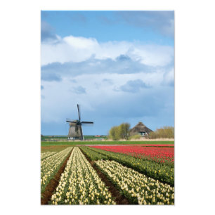 Windmühlen- und TulpelandschaftsFotodruck Fotodruck