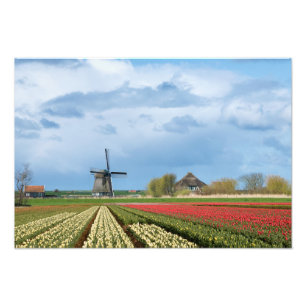 Windmühlen- und TulpelandschaftsFotodruck Fotodruck