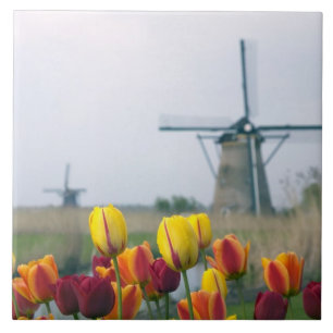 Windmühlen und Tulpen am Kanal in Fliese