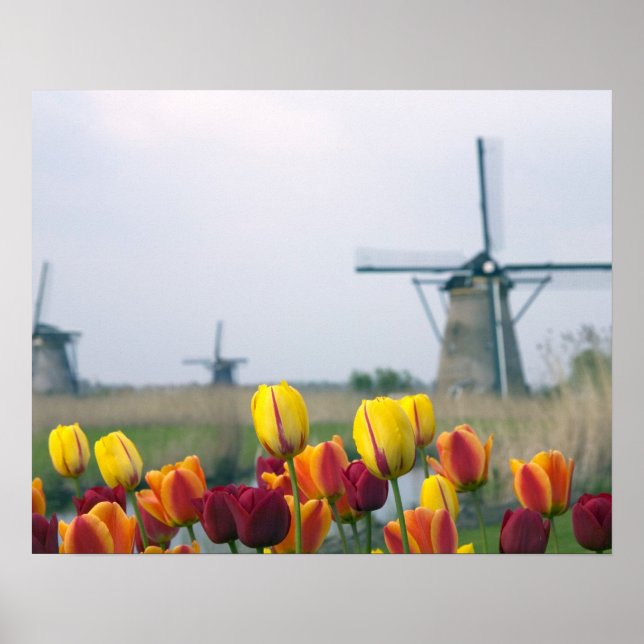 Windmühlen und Tulpen entlang des Kanals in Poster (Vorne)