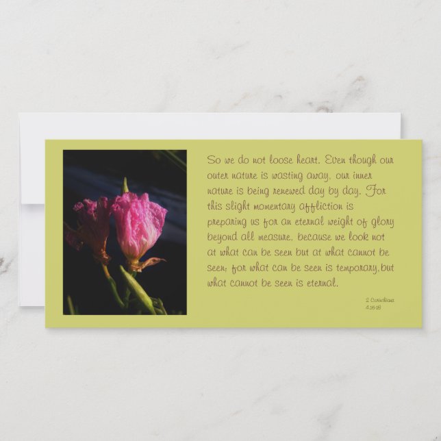 Windows cats Blume 018.JPG, Also wir nicht zu.. (Vorderseite)