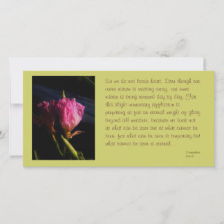 Windows cats Blume 018.JPG, Also wir nicht zu..