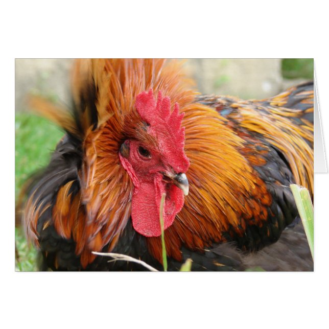 Windschuss (Vorderseite (Horizontal))