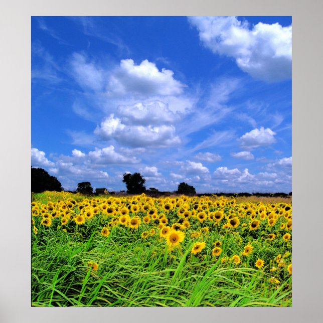 Windswept fields ans sky poster (Vorne)