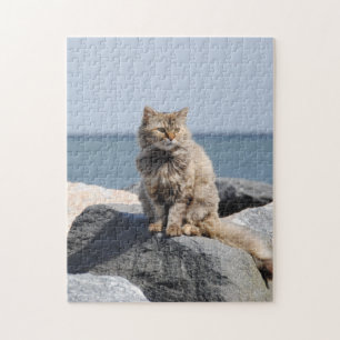 Windzerzauste Katze am Meer