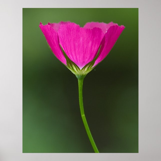 Winecup Wildflower Poster (Vorne)