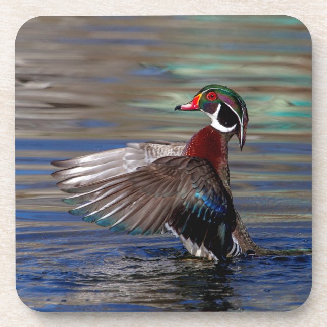 Wing Flapping Wood Duck Getränkeuntersetzer (Vorderseite)