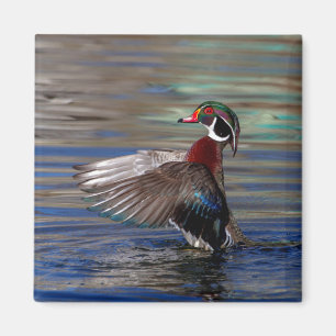 Wing Flapping Wood Duck Magnet