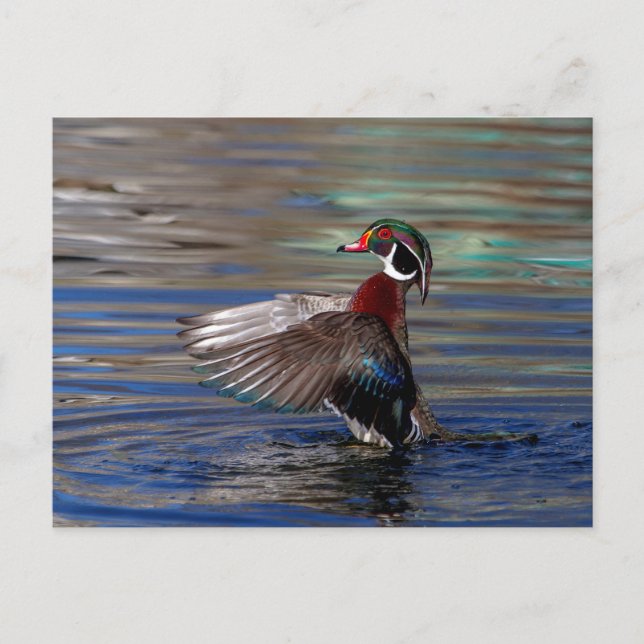 Wing Flapping Wood Duck Postkarte (Vorderseite)