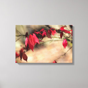 Winged Euonymus in Herbstglorie - Euonymus alatus Leinwanddruck