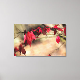 Winged Euonymus in Herbstglorie - Euonymus alatus Leinwanddruck