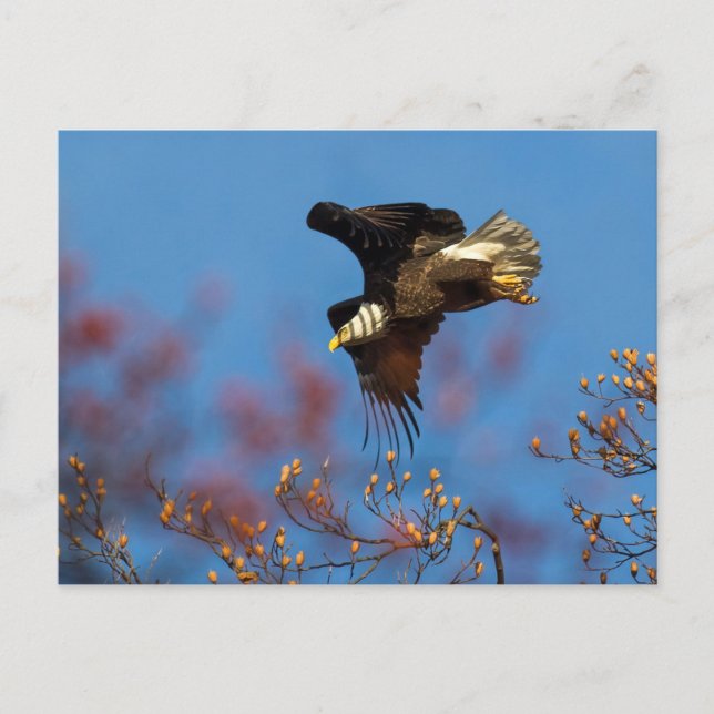 Wingshadow Postkarte (Vorderseite)