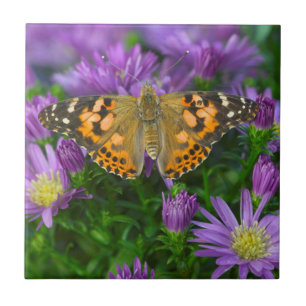Winkel-Schmetterling auf Kegelblume Fliese