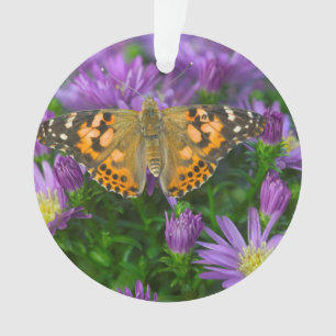 Winkel-Schmetterling auf Kegelblume Ornament