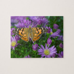 Winkelflügel-Schmetterling auf Kegelblume