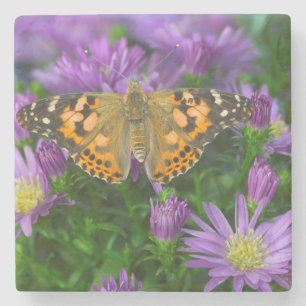 Winkelflügel-Schmetterling auf Kegelblume Steinuntersetzer